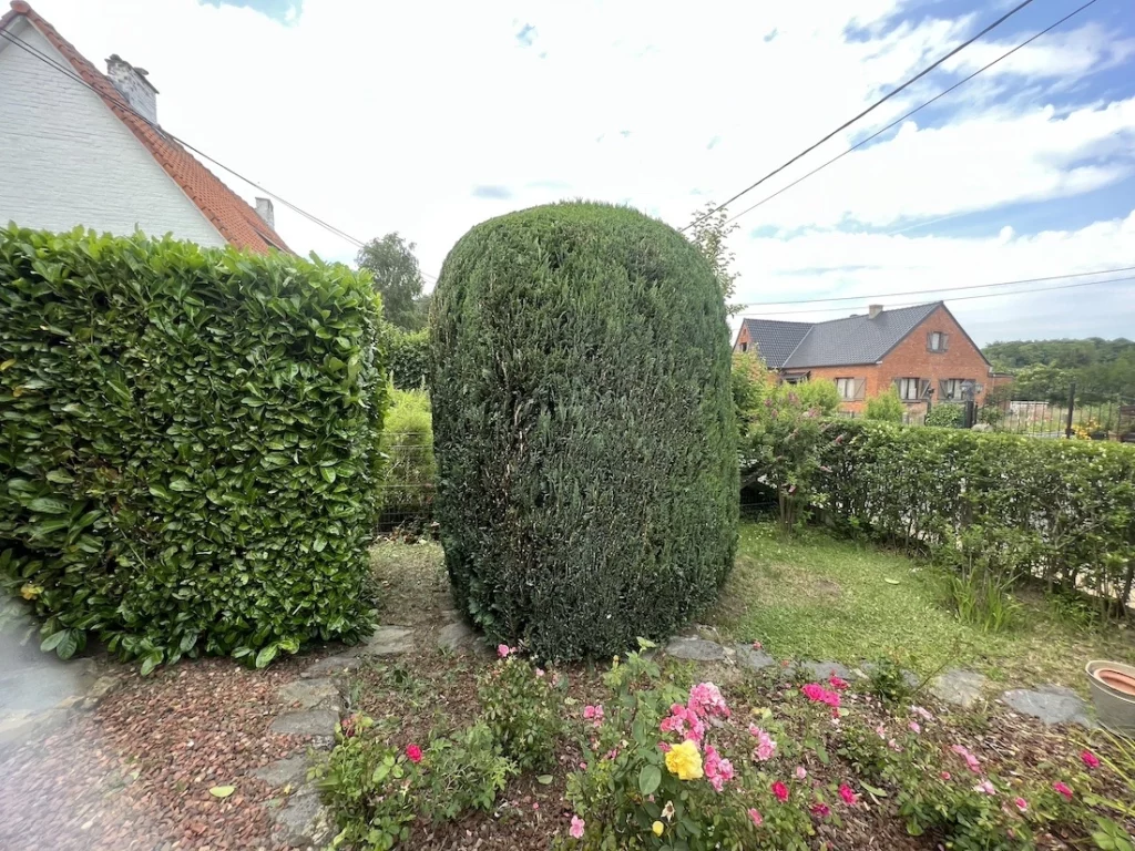 Buisson taillée en boule